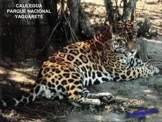 CALILEGUA PARQUE NACIONAL YAGUARETE 