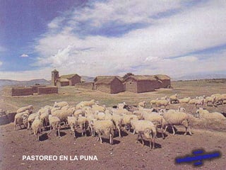 PASTOREO EN LA PUNA 
