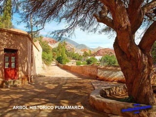 ARBOL HISTORICO PUMAMARCA 