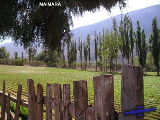 MAIMARA 