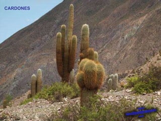 CARDONES 