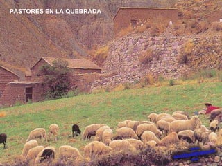 PASTORES EN LA QUEBRADA 