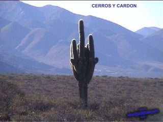 CERROS Y CARDON 