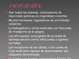 Casi todas las enzimas, catalizadores de reacciones químicas en organismos vivientes;  Muchas hormonas, reguladores de actividades celulares;  La hemoglobina y otras moléculas con funciones de transporte en la sangre;  Los anticuerpos, encargados de acciones de defensa natural contra infecciones o agentes extraños;  Los receptores de las células, a los cuales se fijan moléculas capaces de desencadenar una respuesta determinada;  La actinia y la miosina, responsables finales del acortamiento del músculo durante la contracción;  El colágeno, integrante de fibras altamente resistentes en tejidos de sostén.  