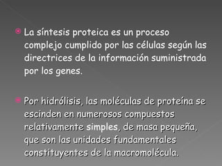 La síntesis proteica es un proceso complejo cumplido por las células según las directrices de la información suministrada por los genes.   Por hidrólisis, las moléculas de proteína se escinden en numerosos compuestos relativamente  simples , de masa pequeña, que son las unidades fundamentales constituyentes de la macromolécula. 