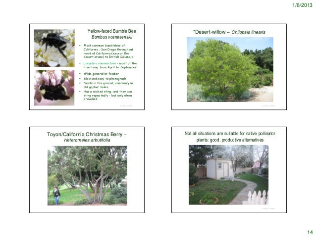 Bee Garden Notes