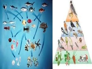 Ezpezie berekoen arteko harremanak 