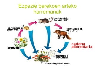Zeintzuk dira izaki bizidunen funtzioak Nutrizio funtzioa animalien mundua  Nutrizio funtzioa landareen munduan  eskema orokorra 