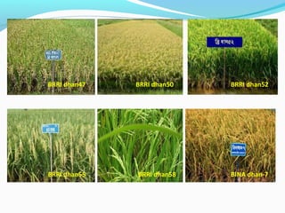 Modern Rice Varities in Bangladesh | PPT