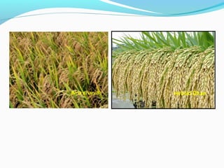 Modern Rice Varities in Bangladesh | PPT