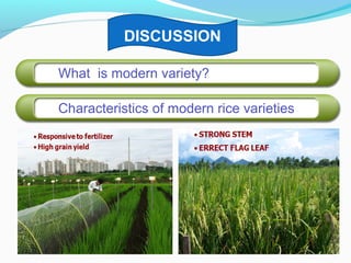 Modern Rice Varities in Bangladesh | PPT
