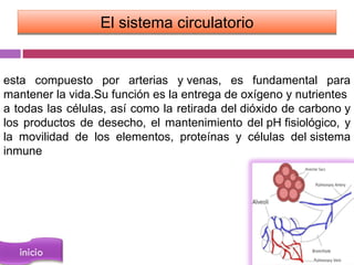 El sistema circulatorio


esta compuesto por arterias y venas, es fundamental para
mantener la vida.Su función es la entrega de oxígeno y nutrientes
a todas las células, así como la retirada del dióxido de carbono y
los productos de desecho, el mantenimiento del pH fisiológico, y
la movilidad de los elementos, proteínas y células del sistema
inmune
 