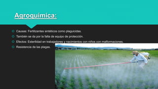 Agroquímica:
 Causas: Fertilizantes sintéticos como plaguicidas.
 También se da por la falta de equipo de protección.
 Efectos: Esterilidad en trabajadores y nacimientos con niños con malformaciones.
 Resistencia de las plagas.
6
 