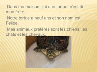 Dans ma maison, j'ai une tortue, c'est de
mon frère.
Notre tortue a neuf ans et son nom est
Felipe.
Mes animaux préféres sont les chiens, les
chats et les chevaux.
 
