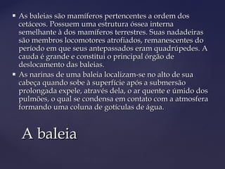    As baleias são mamíferos pertencentes a ordem dos
    cetáceos. Possuem uma estrutura óssea interna
    semelhante à dos mamíferos terrestres. Suas nadadeiras
    são membros locomotores atrofiados, remanescentes do
    período em que seus antepassados eram quadrúpedes. A
    cauda é grande e constitui o principal órgão de
    deslocamento das baleias.
   As narinas de uma baleia localizam-se no alto de sua
    cabeça quando sobe à superfície após a submersão
    prolongada expele, através dela, o ar quente e úmido dos
    pulmões, o qual se condensa em contato com a atmosfera
    formando uma coluna de gotículas de água.


    A baleia
 