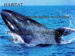 HABITAT

   A baleia-comum habita no Oceano
    e no mar aberto, com
    predominância no Atlântico
    Norte.
 