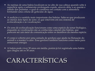    As narinas de uma baleia localizam-se no alto de sua cabeça quando sobe à
    superfície após a submersão prolongada expele, através dela, o ar quente e
    úmido dos pulmões, o qual se condensa em contato com a atmosfera
    formando uma coluna de gotículas de água.

   A audição é o sentido mais importante das baleias. Sabe-se que produzem
    ao menos dois tipos de sons: os que intervêm em seu sistema de
    ecolocalização e as vocalizações.

   Os sons de ecolocalização funcionam como uma espécie de sonar biológico,
    enquanto as vocalizações são as conhecidas canções das baleias, que
    parecem ser um meio de comunicação entre os membros da mesma espécie.

   O corpo é coberto por uma camada de gordura que ajuda na flutuação do
    animal e a manter o calor. Essa gordura também funciona como meio para
    armazenar energia.

   A baleia pode viver 30 anos em média, porém já foi registrada uma baleia
    que chegou até os 50 anos.



    CARACTERÍSTICAS
 