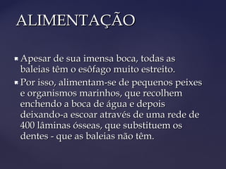 ALIMENTAÇÃO

 Apesar de sua imensa boca, todas as
  baleias têm o esôfago muito estreito.
 Por isso, alimentam-se de pequenos peixes

  e organismos marinhos, que recolhem
  enchendo a boca de água e depois
  deixando-a escoar através de uma rede de
  400 lâminas ósseas, que substituem os
  dentes - que as baleias não têm. 
 