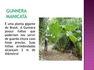 É uma planta gigante
do Brasil. A Gunnera
possui folhas que
poderiam nos servir
de guarda-chuva caso
fosse preciso. Suas
folhas arredondadas
alcançam 3 m de
diâmetro!
 