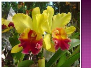 Julia e laura..trabalho de port. flores