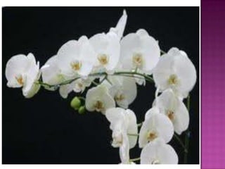 Julia e laura..trabalho de port. flores