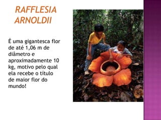 É uma gigantesca flor
de até 1,06 m de
diâmetro e
aproximadamente 10
kg, motivo pelo qual
ela recebe o título
de maior flor do
mundo!
 