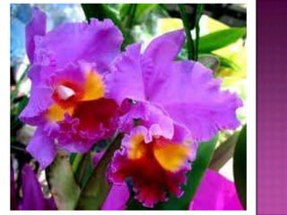 Julia e laura..trabalho de port. flores