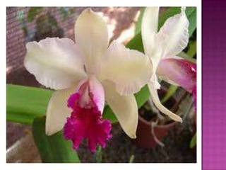 Julia e laura..trabalho de port. flores