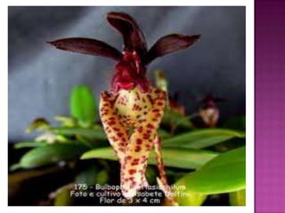 Julia e laura..trabalho de port. flores