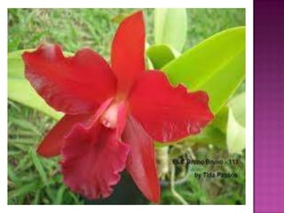 Julia e laura..trabalho de port. flores