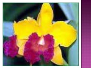 Julia e laura..trabalho de port. flores