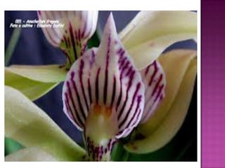 Julia e laura..trabalho de port. flores