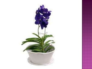 Julia e laura..trabalho de port. flores