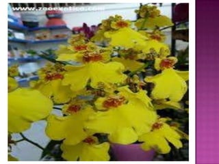 Julia e laura..trabalho de port. flores