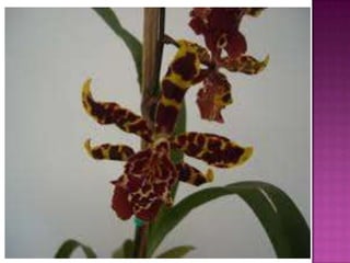 Julia e laura..trabalho de port. flores