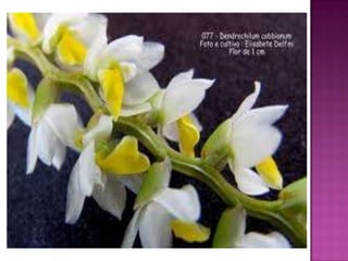 Julia e laura..trabalho de port. flores