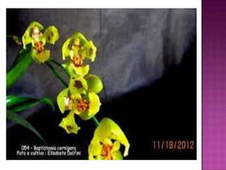 Julia e laura..trabalho de port. flores