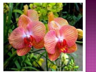 Julia e laura..trabalho de port. flores