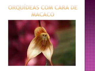 Julia e laura..trabalho de port. flores