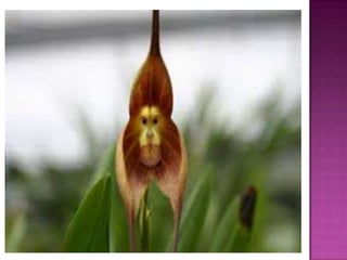 Julia e laura..trabalho de port. flores