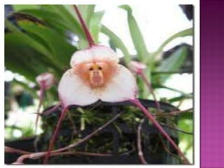 Julia e laura..trabalho de port. flores