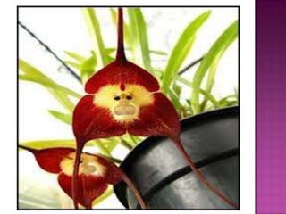 Julia e laura..trabalho de port. flores