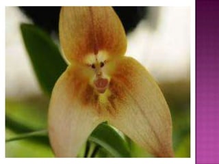 Julia e laura..trabalho de port. flores