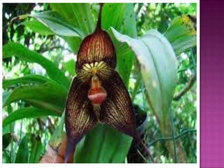 Julia e laura..trabalho de port. flores