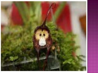 Julia e laura..trabalho de port. flores