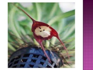 Julia e laura..trabalho de port. flores