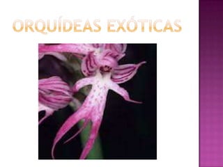 Julia e laura..trabalho de port. flores