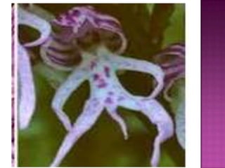 Julia e laura..trabalho de port. flores