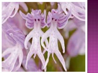 Julia e laura..trabalho de port. flores