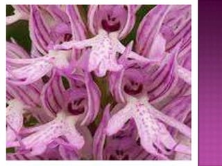 Julia e laura..trabalho de port. flores